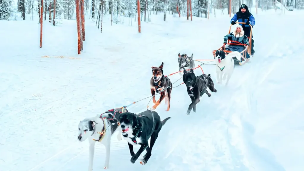 Husky Ride